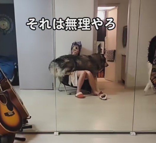 大きなわんこ！！