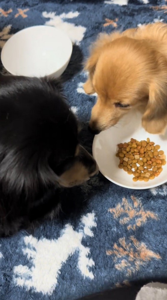 皿から顔を離す茶色い犬