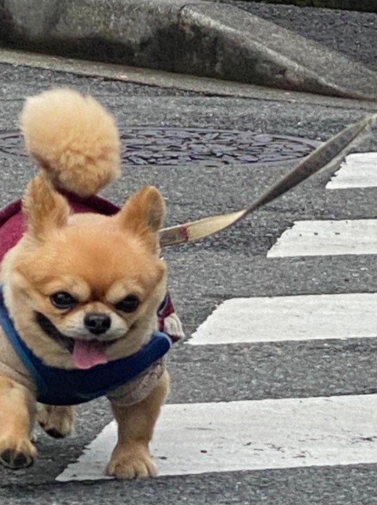 ドシン、ドシン