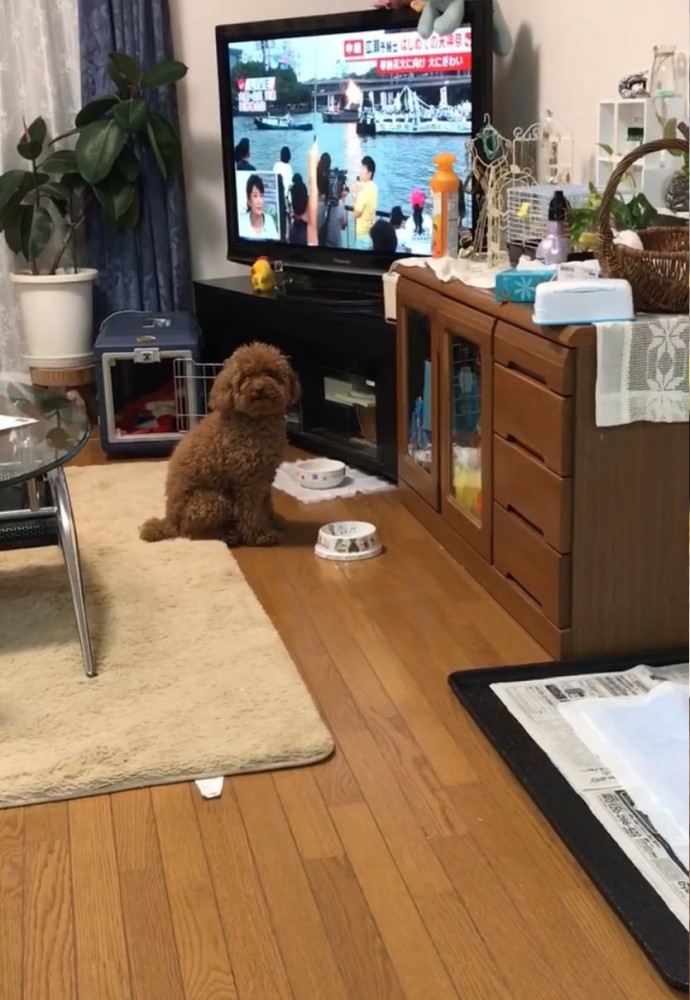 カメラを見つめる犬