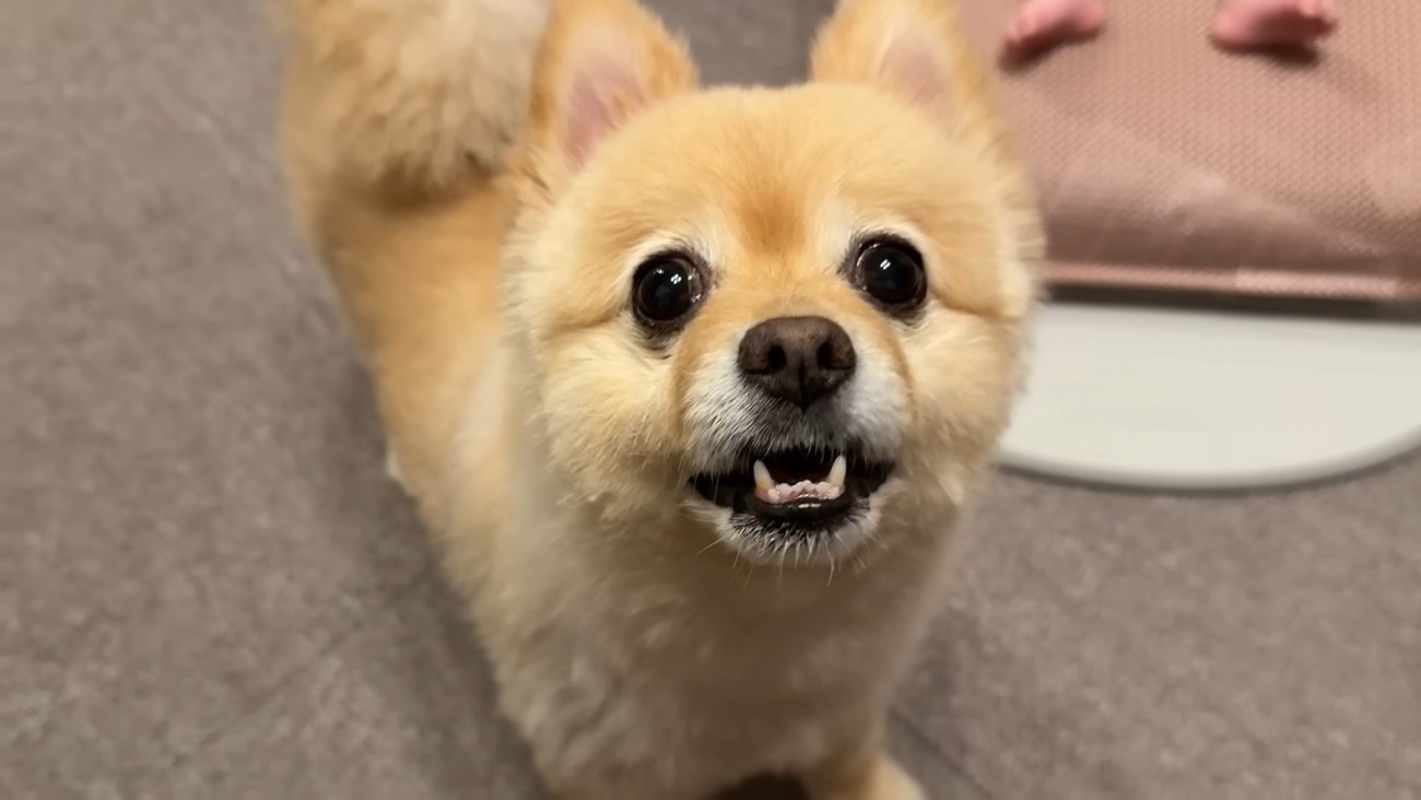 「パパ、オムツ替えてあげて！」