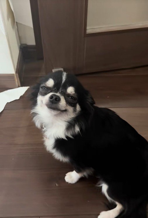 壁にイタズラしたオレオちゃん2