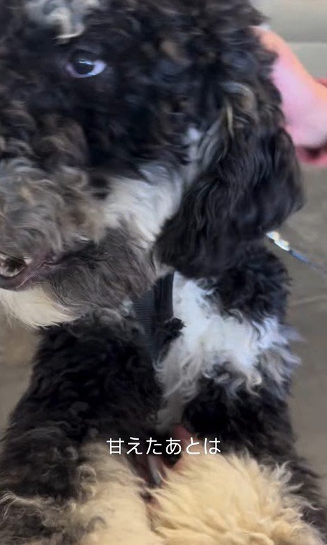 フランくんとママさんの再会5