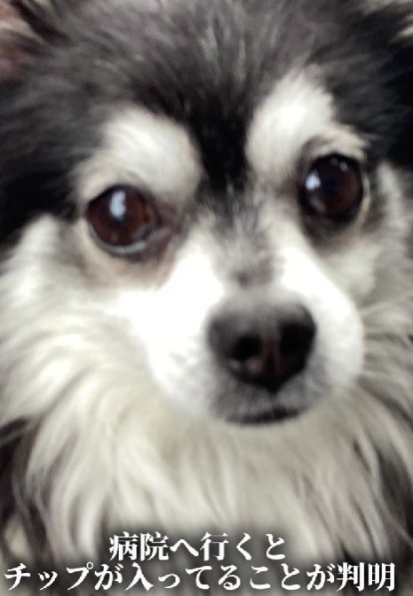 マイクロチップが入っていた