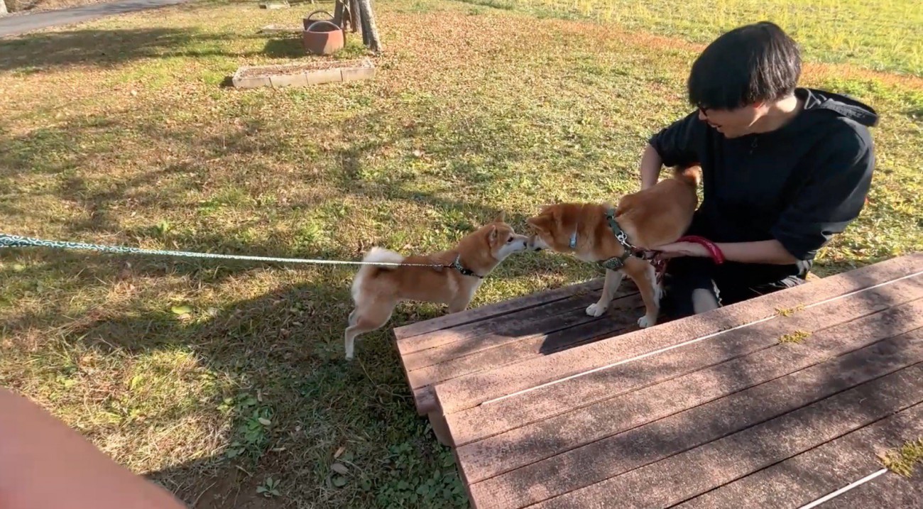 鼻をくっつける2頭の犬