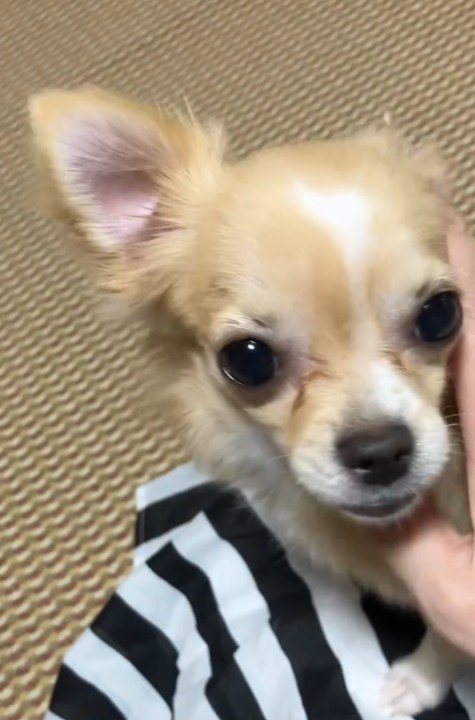 愛嬌があって甘えん坊