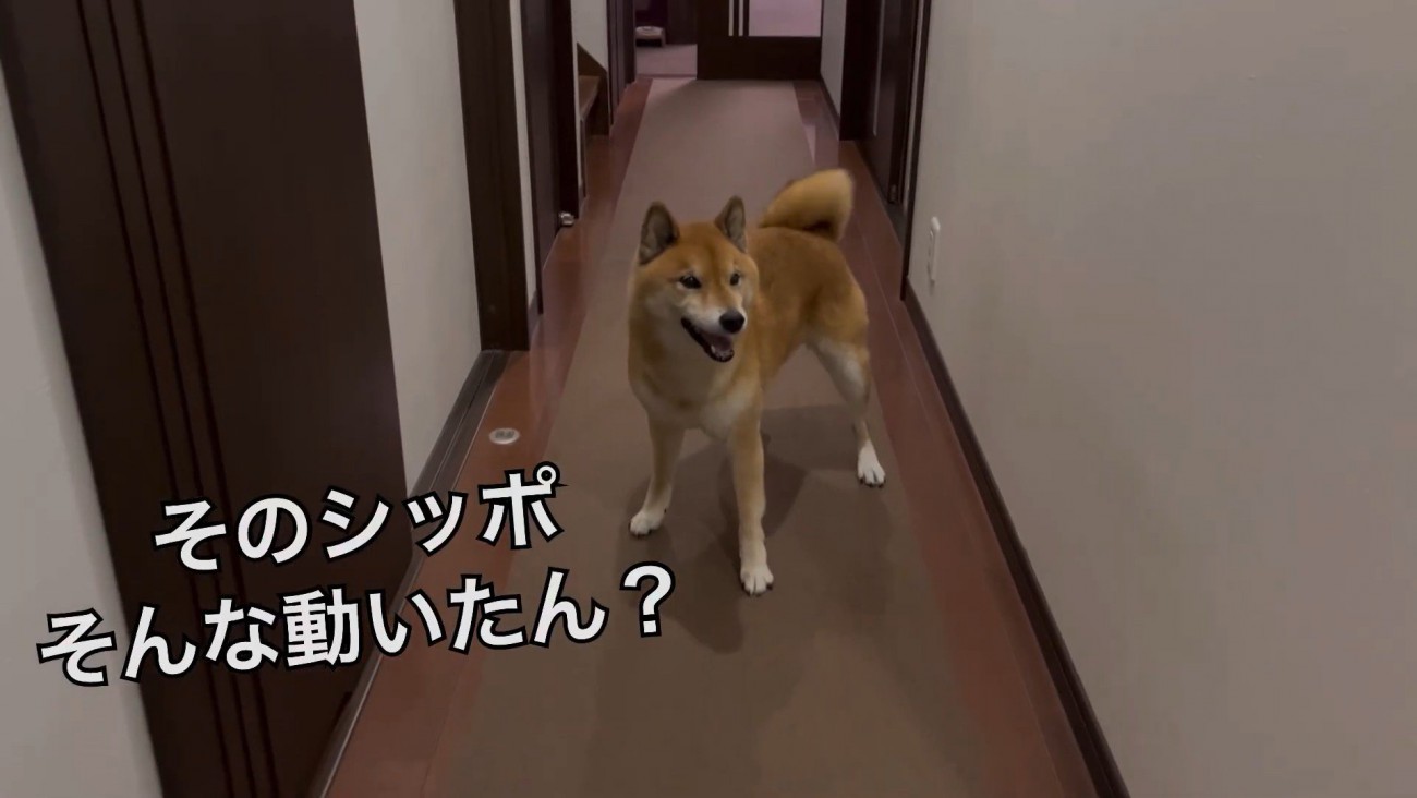 笑顔でしっぽをブンブン♡