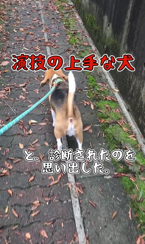 足をかばうこま君5