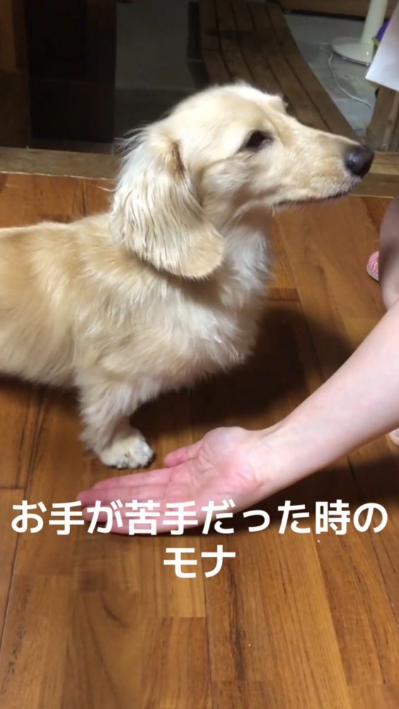 犬に手のひらを見せる飼い主