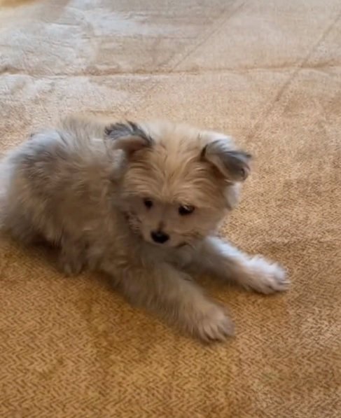 子犬のぽぽちゃん2