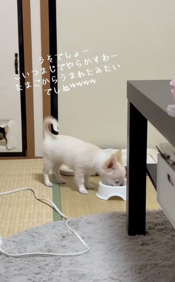 ごはんを食べる凛くん