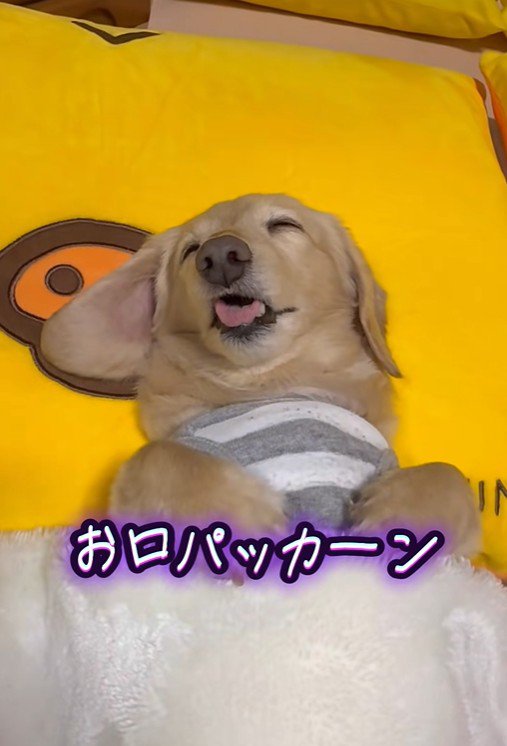 くぅちゃんはお口を開けて熟睡中♪