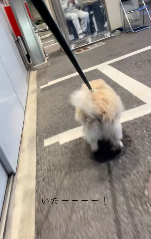 おじさんを見つけたエリーちゃん