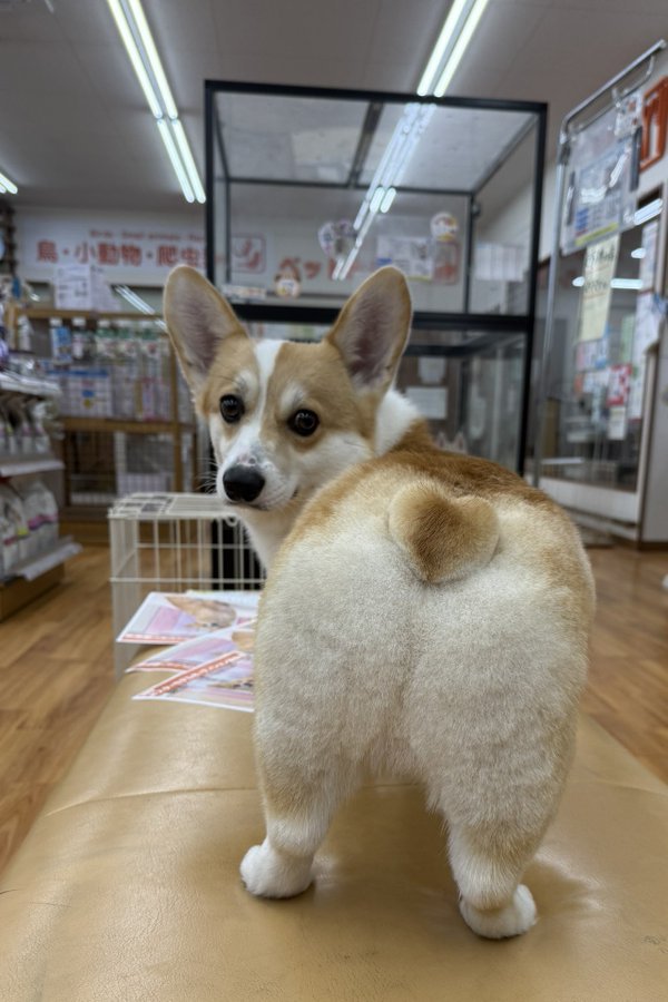 おしり