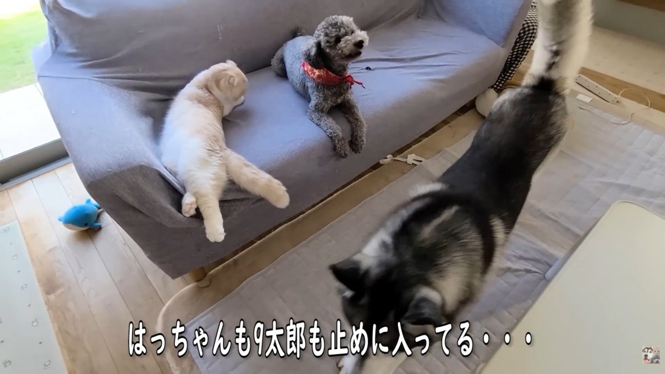 2匹の優しさにほっこり