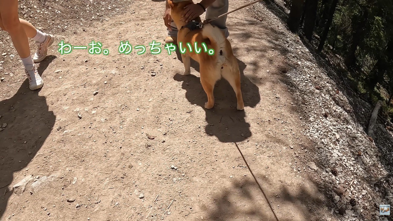 学生さんがナラちゃんをナデナデ…