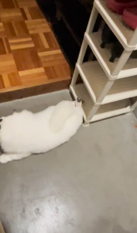 伸びをする小型犬