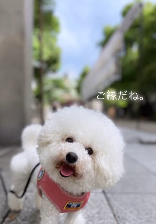 首をかしげるまるちゃん