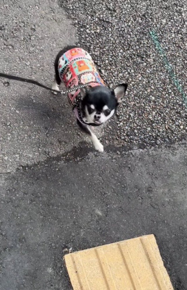 目の前に点字ブロックが現れた小さな犬