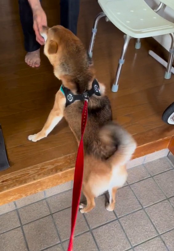 ヒコーキ耳のはちちゃん