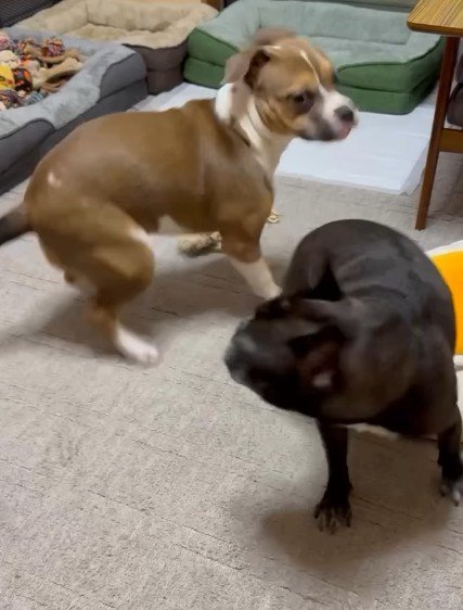 激しいワンプロをする2匹