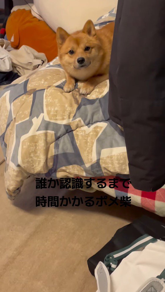 ドアから入ってきた飼い主を見つめる犬