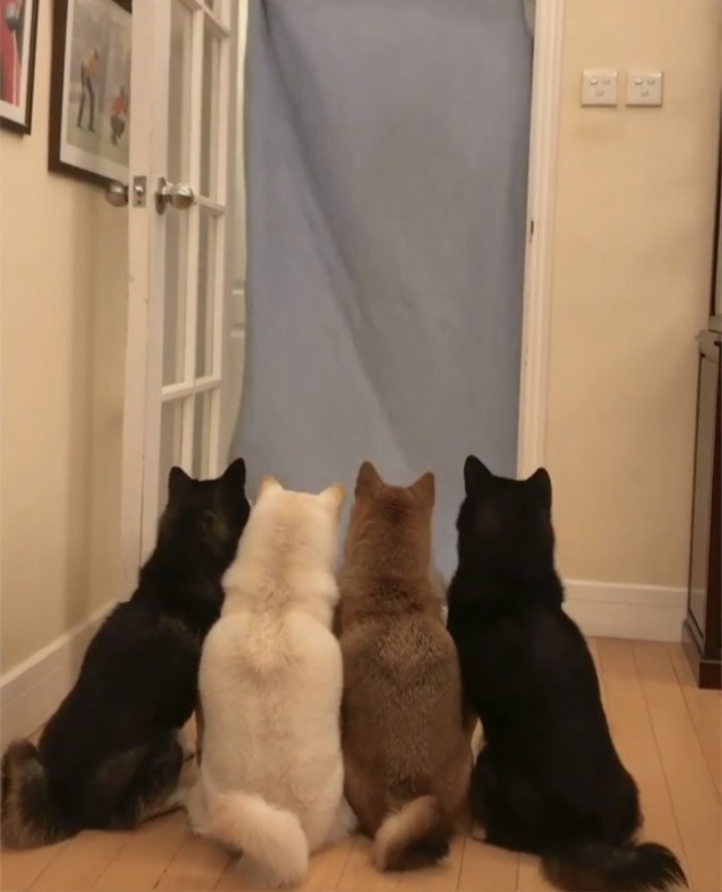 持ち上がった布を見上げる4匹の犬