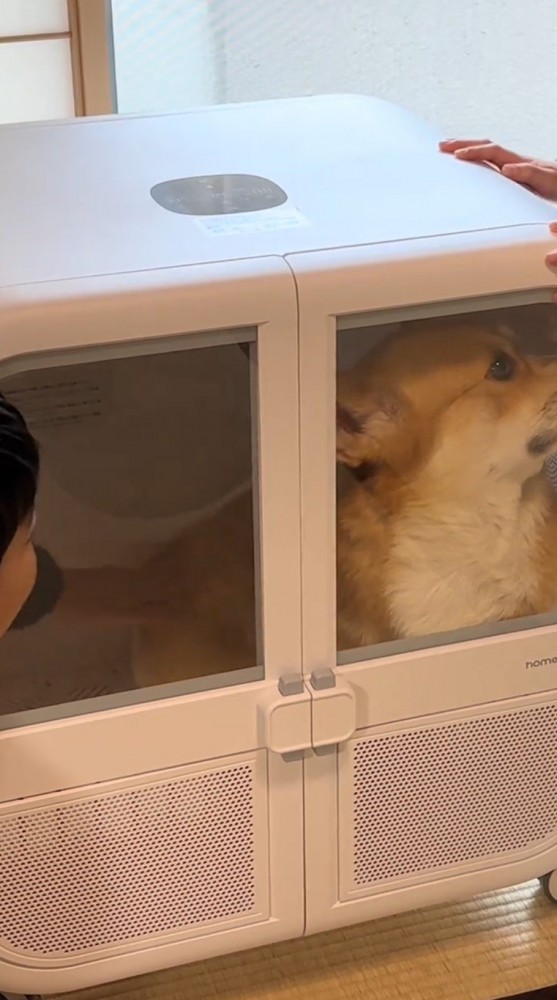 男の子に背中を撫でられる犬