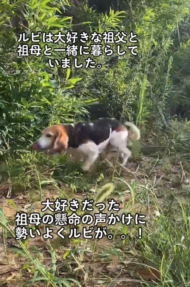 走り寄る犬