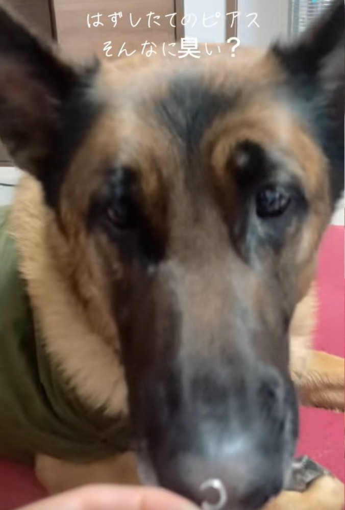 ピアスを犬に近づける