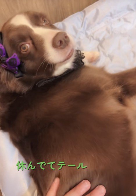 「ここで寝ると気持ちいいよ」