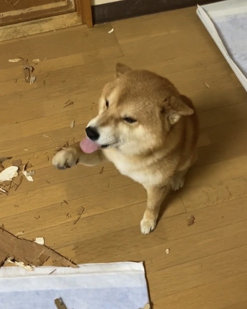 前足を上げる犬