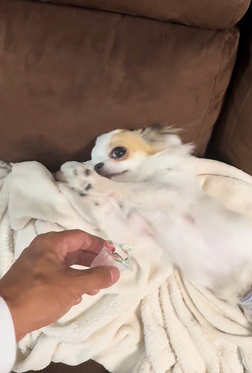 オレオちゃん＆マツちゃんの反応5