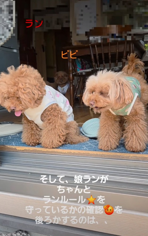 窓辺で外を眺める犬