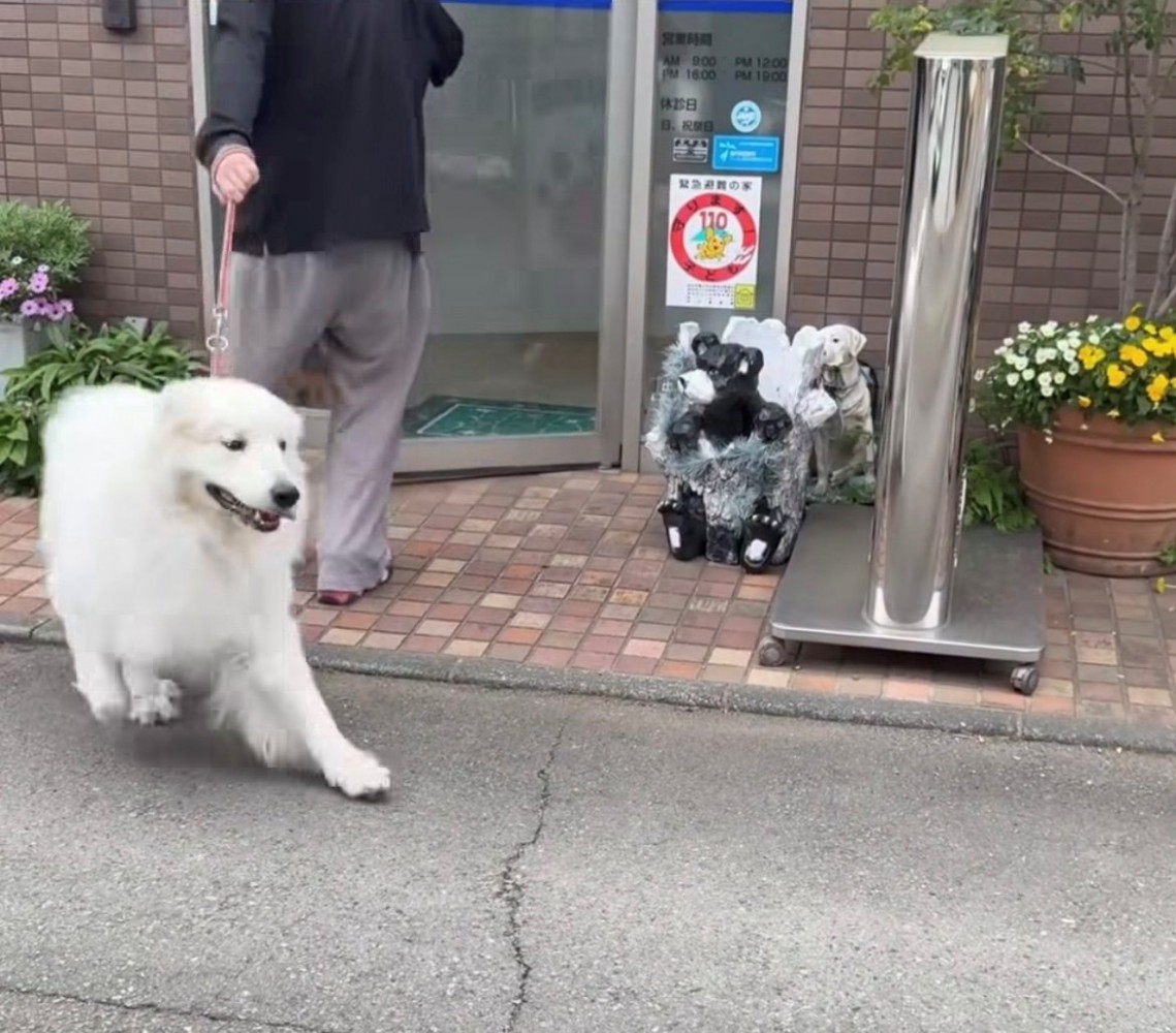 飼い主を引っ張って逃げ出す犬