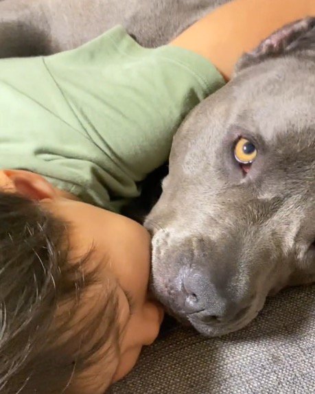 犬の顔に頬をつけて眠る男の子