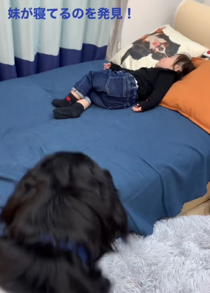 寝ている女の子を見る大型犬