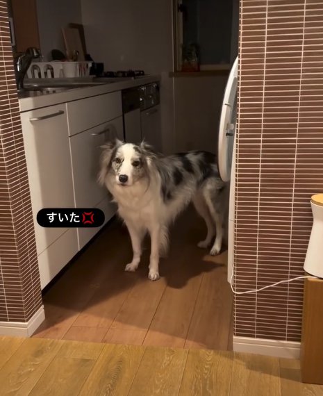 こちらを見つめる犬1