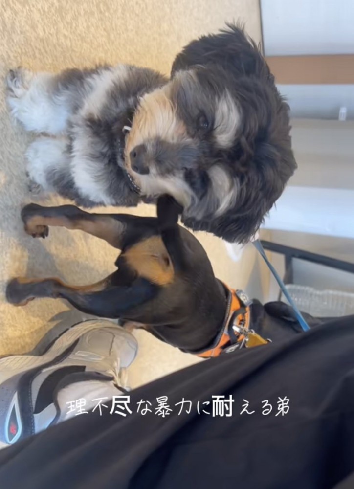 音が響くほどの勢いで、尻尾が顔に…