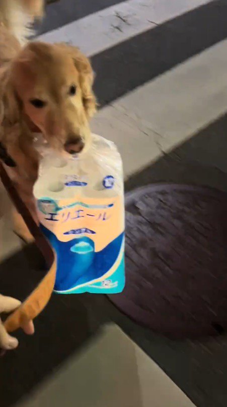 荷物を咥えて飼い主の隣を歩く犬