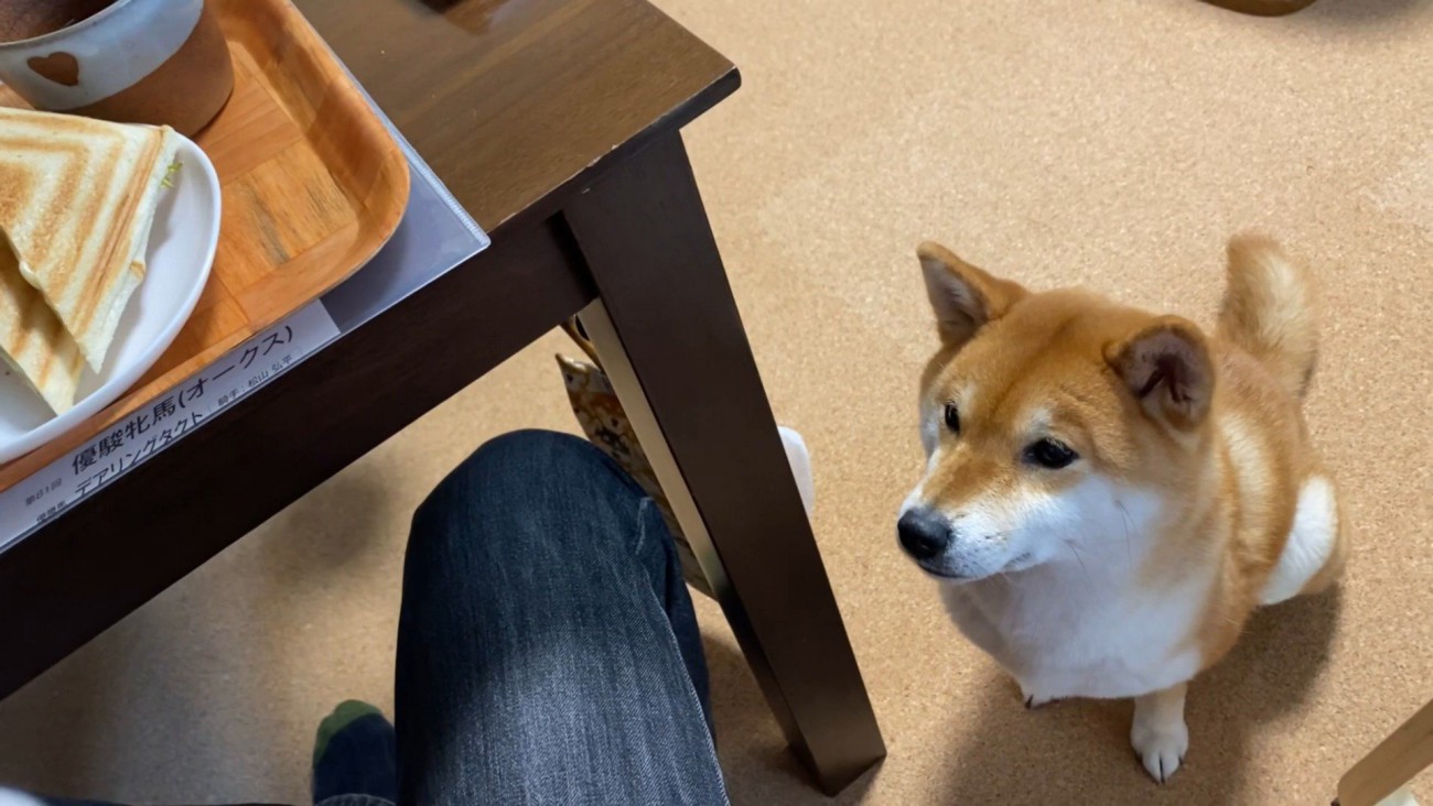 「ちょうだい」とアピール中