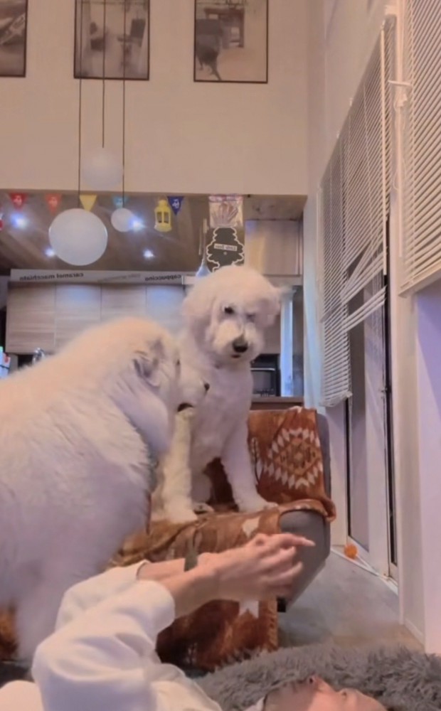 ボールを見つけて驚く犬