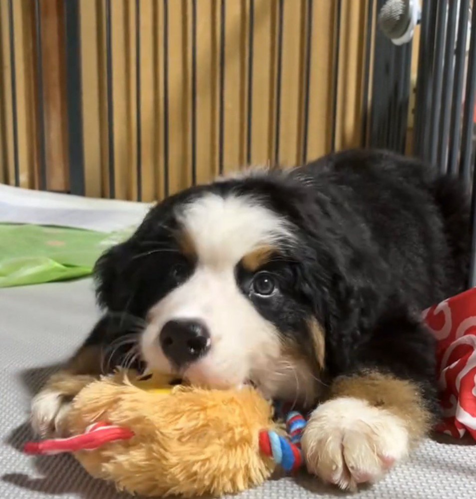 おもちゃにかじりつく子犬