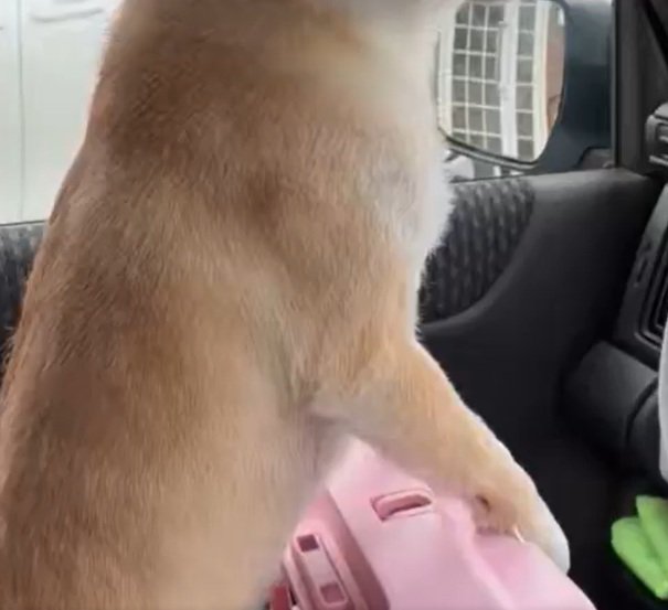 身を乗り出すはなこちゃん