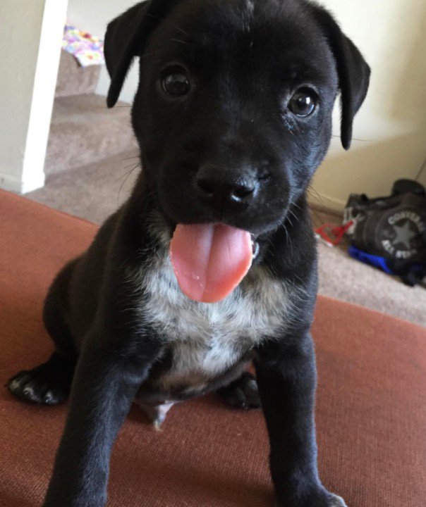 子犬のときから一緒♡