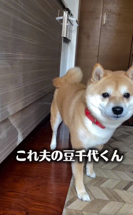 夫の豆千代くん