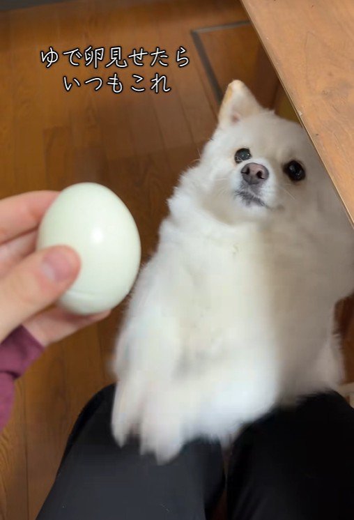 ゆで卵を欲しがるベラちゃん4