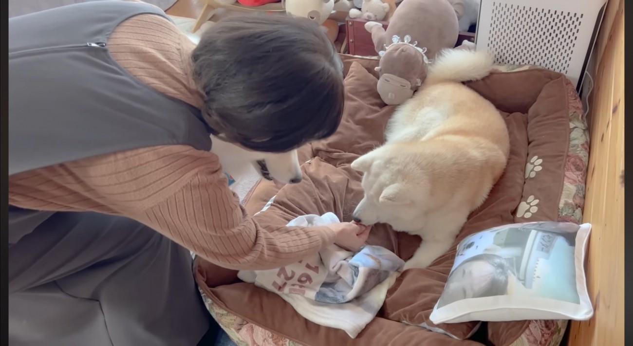 おやつを貰う柴犬