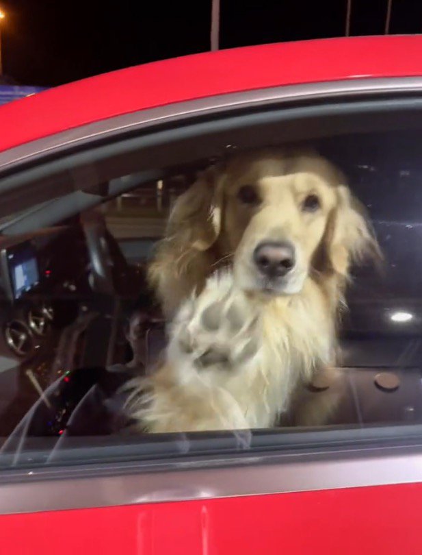 車の窓に前足を伸ばす犬