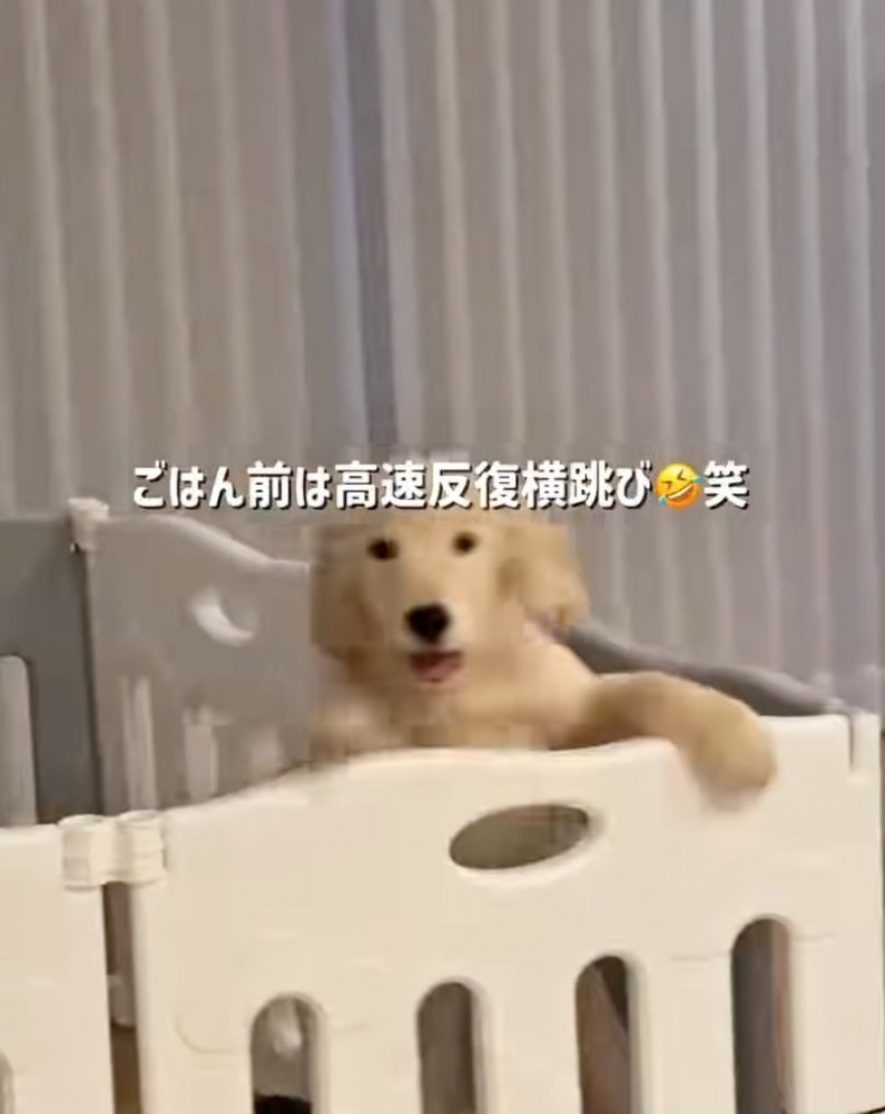 立ち上がる子犬